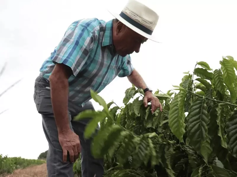 Bocalom reforça defesa do café como motor econômico do Acre