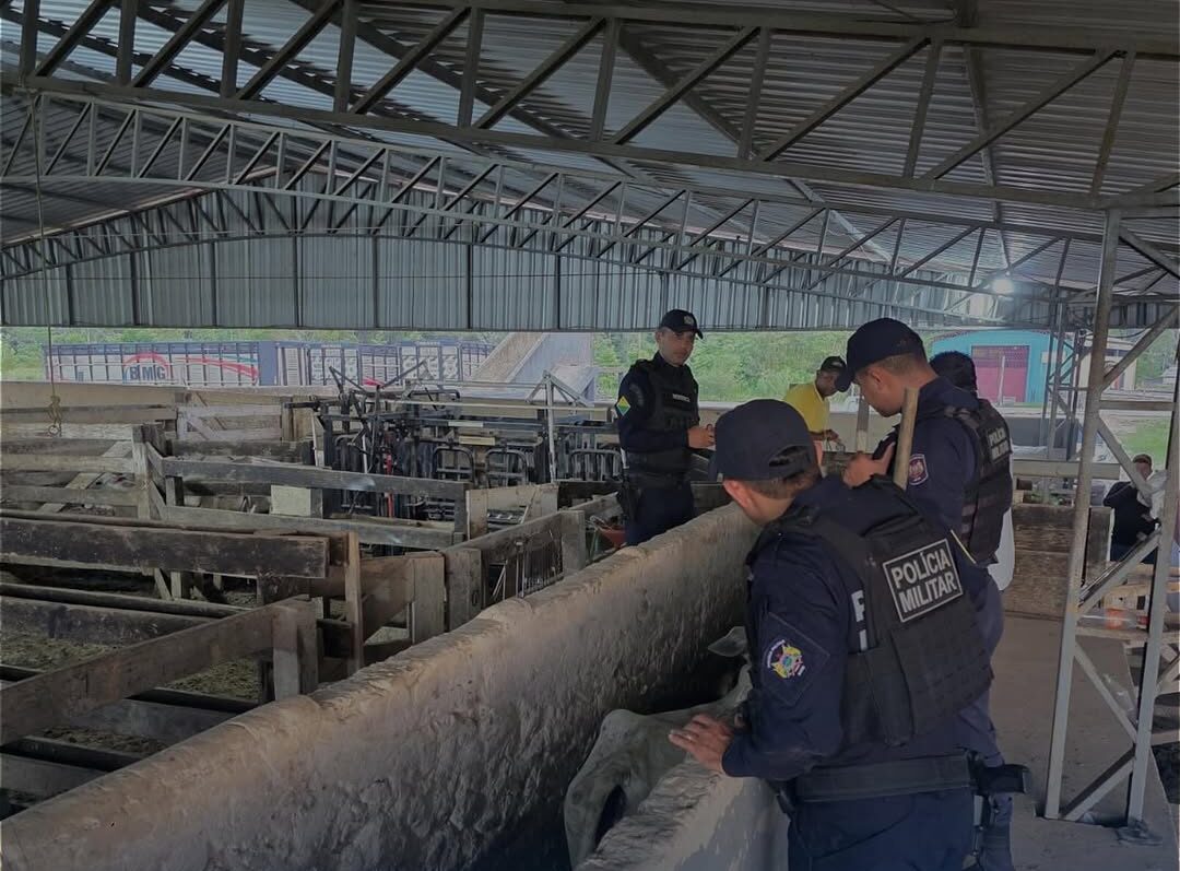 PM do Acre apreende 49 cabeças de gado suspeitas de furto em embarcação no rio em Tarauacá
