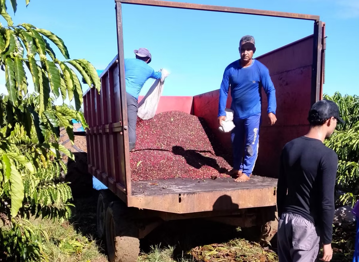 Prefeitura de Cruzeiro do Sul leva 500 sacas de café para beneficiamento em Mâncio Lima