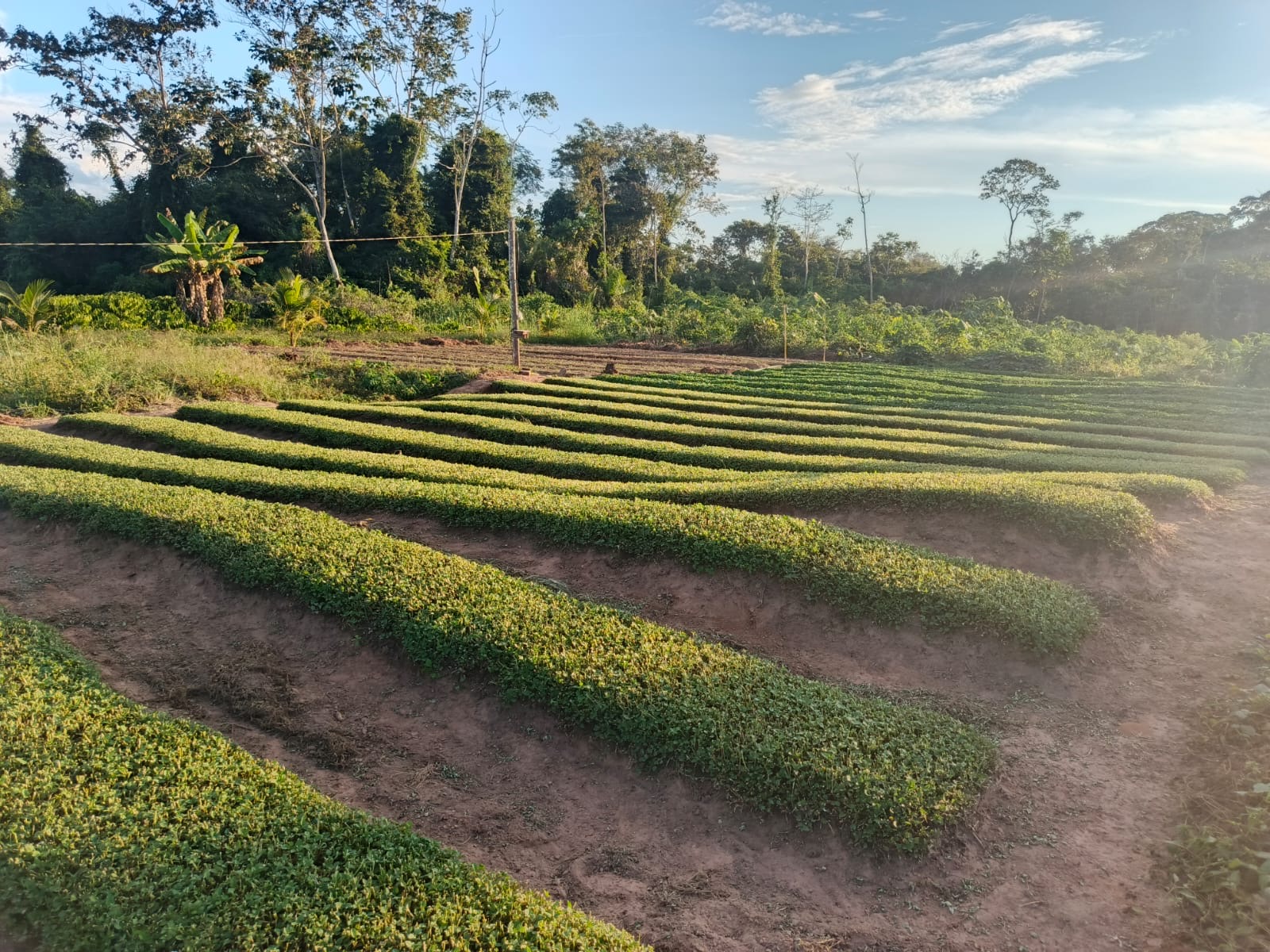 Com emenda de Perpétua Almeida, Xapuri avança na construção de fábrica de beneficiamento de jambu
